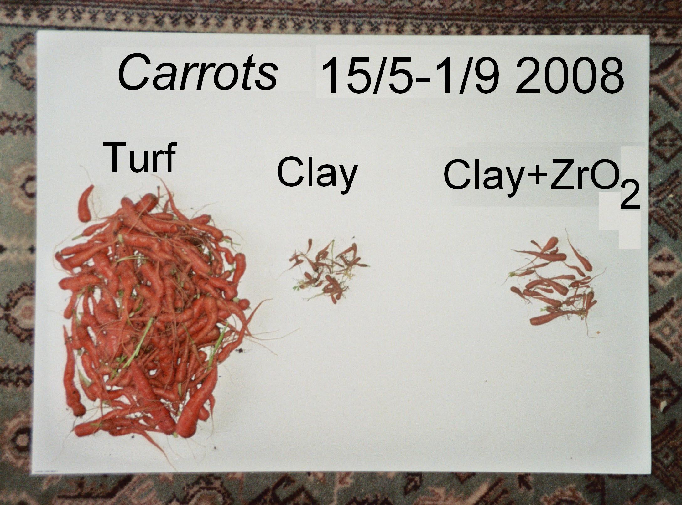 Carrots cropped in three pots